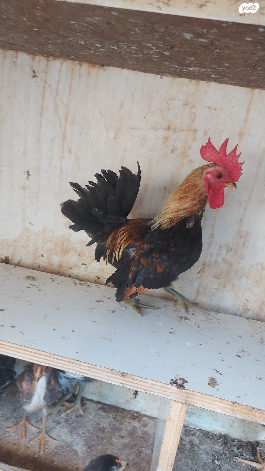 תמונת מודעה - חיות מחמד