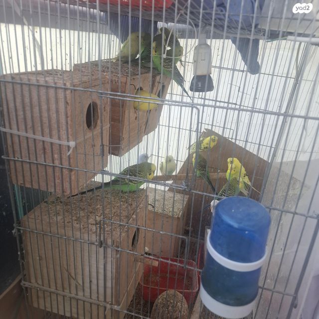 תמונת מודעה - חיות מחמד