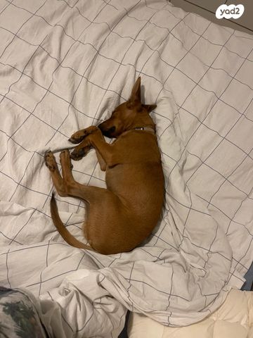 תמונת מודעה - חיות מחמד