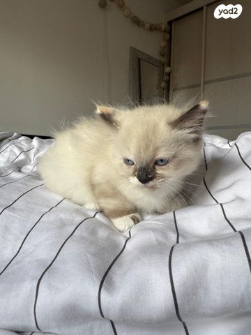 תמונת מודעה - חיות מחמד