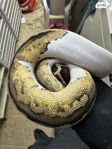 תמונת מודעה - חיות מחמד