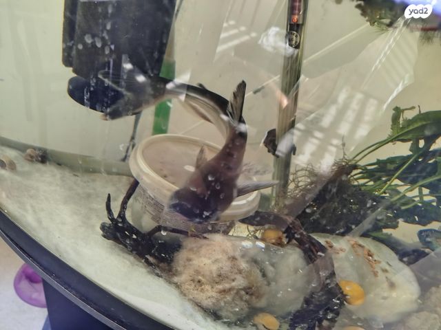 תמונת מודעה - חיות מחמד