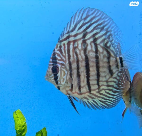 תמונת מודעה - חיות מחמד