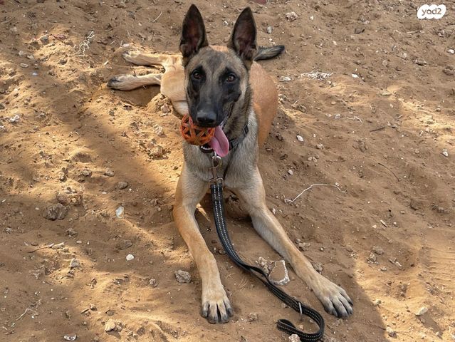 תמונת מודעה - חיות מחמד