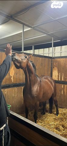 תמונת מודעה - חיות מחמד