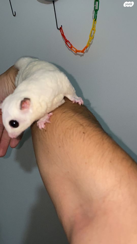 תמונת מודעה - חיות מחמד