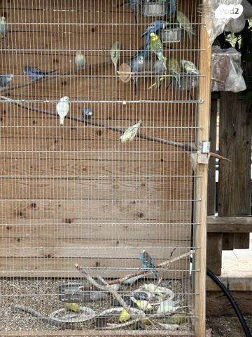 תמונת מודעה - חיות מחמד