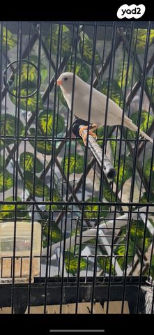 תמונת מודעה - חיות מחמד