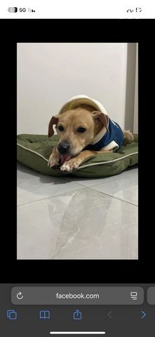 תמונת מודעה - חיות מחמד