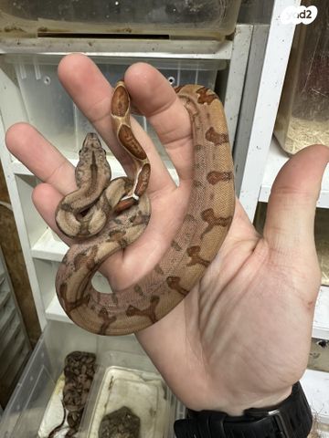 תמונת מודעה - חיות מחמד