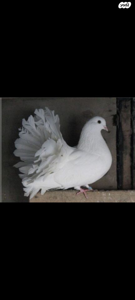 תמונת מודעה - חיות מחמד