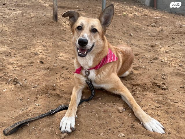 תמונת מודעה - חיות מחמד