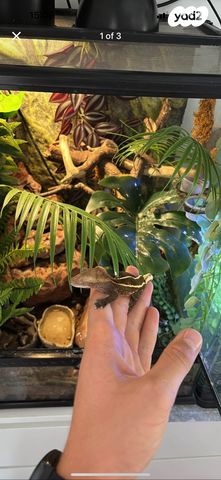 תמונת מודעה - חיות מחמד