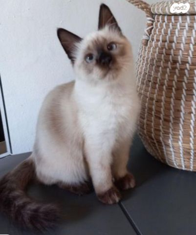 תמונת מודעה - חיות מחמד