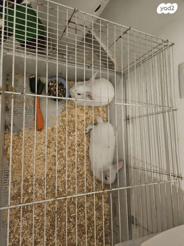 תמונת מודעה - חיות מחמד