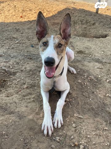 תמונת מודעה - חיות מחמד