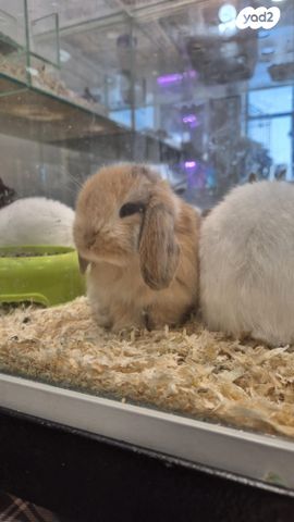 תמונת מודעה - חיות מחמד