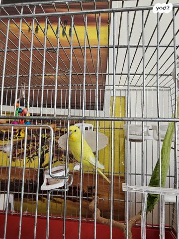 תמונת מודעה - חיות מחמד