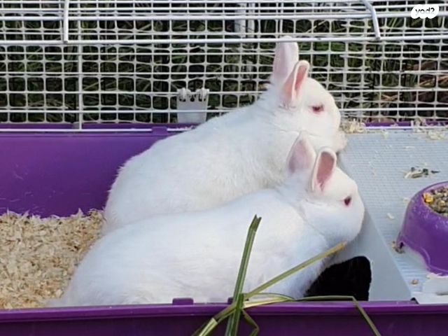 תמונת מודעה - חיות מחמד