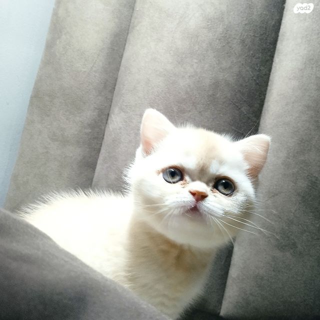 תמונת מודעה - חיות מחמד