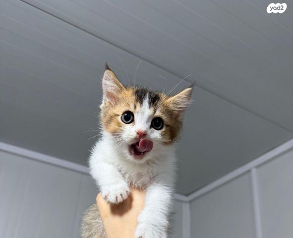 תמונת מודעה - חיות מחמד