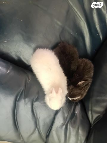 תמונת מודעה - חיות מחמד