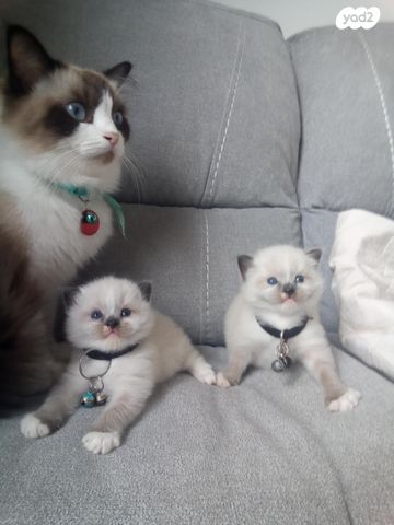 תמונת מודעה - חיות מחמד