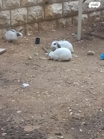 תמונת מודעה - חיות מחמד