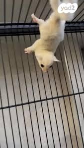 תמונת מודעה - חיות מחמד