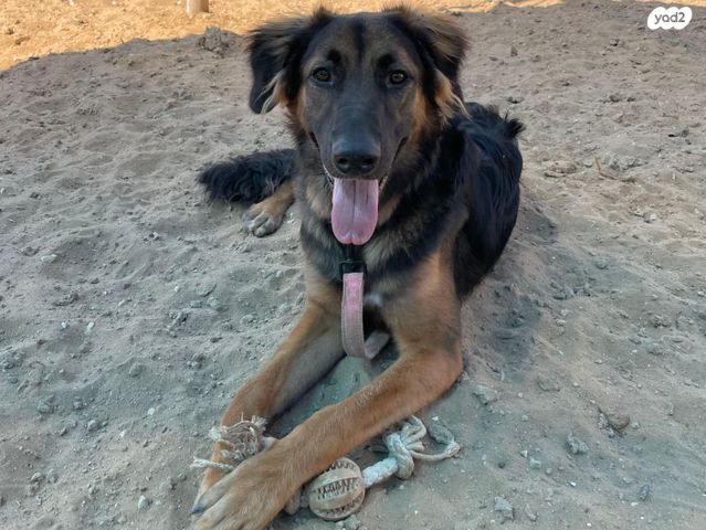 תמונת מודעה - חיות מחמד