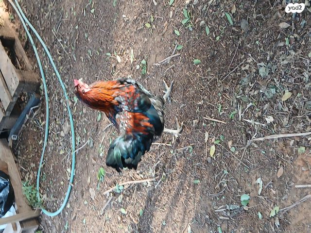 תמונת מודעה - חיות מחמד