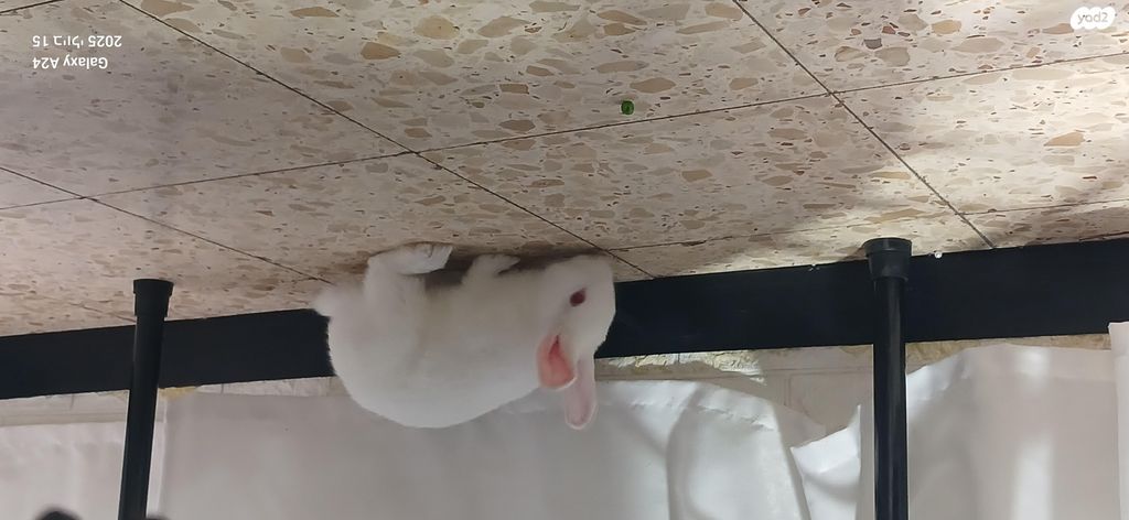 תמונת מודעה - חיות מחמד