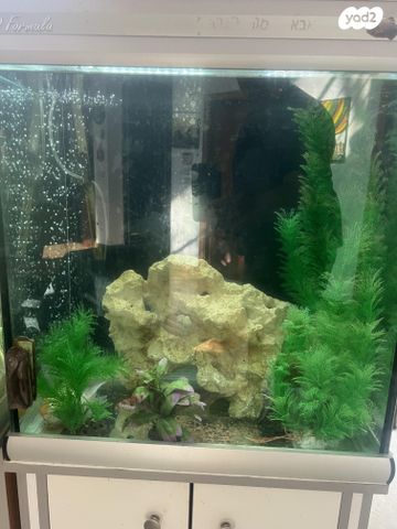 תמונת מודעה - חיות מחמד