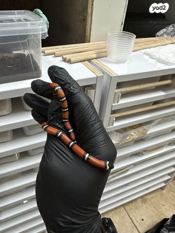 זוחל מילק סנייק