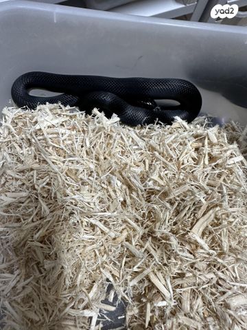 זוחל קינג סנייק