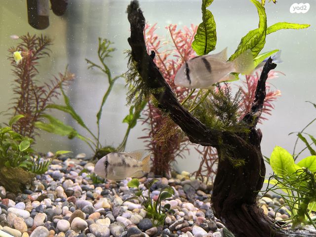 תמונת מודעה - חיות מחמד