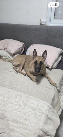 תמונת מודעה - חיות מחמד