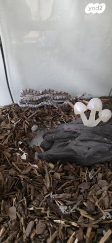 תמונת מודעה - חיות מחמד