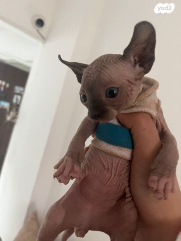 חתול ספינקס