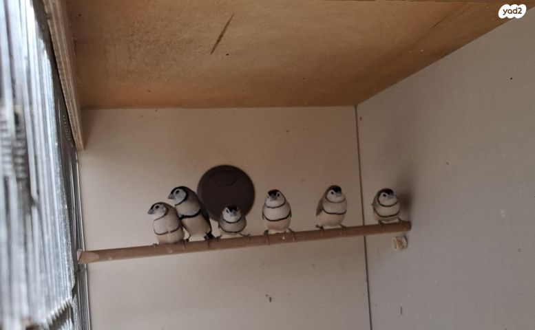 תמונת מודעה - חיות מחמד