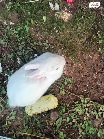 תמונת מודעה - חיות מחמד