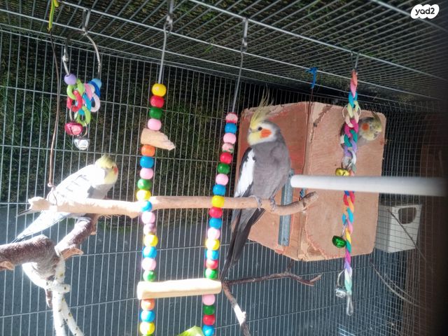 תוכי קוקוטייל