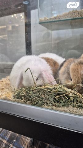 מכרסם ארנב שמוט אוזניים