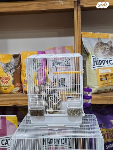 מכרסם סנאי מעופף \ שוגר