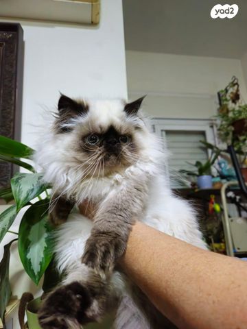 חתול הימלאיה