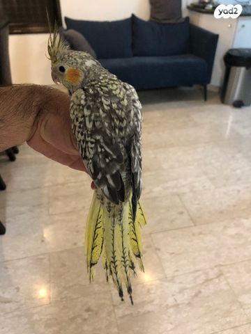 תוכי קוקוטייל