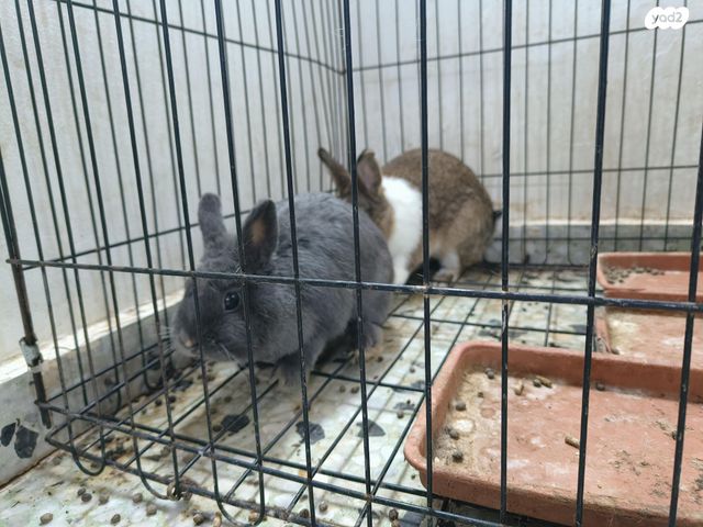 מכרסם ארנב ננסי