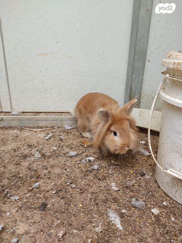 מכרסם ארנב \ שפן