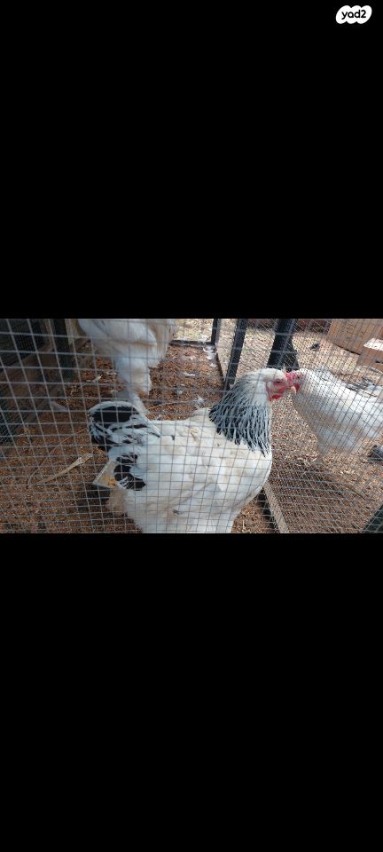 חיית משק ברהמה