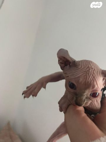 חתול ספינקס